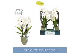 Phalaenopsis wit Fontano Versailles 2 spike in Emilia Green Aquo 15 bl