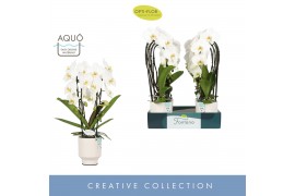 Phalaenopsis wit Fontano Versailles 2 spike in Emilia White Aquo 15 bl