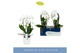 Phalaenopsis wit Fontano Versailles 2 spike in Lazio White 15 bl. 2 ta