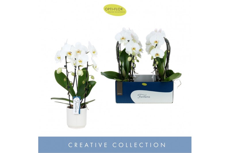 Phalaenopsis wit Fontano Versailles 2 spike in Lazio White 15 bl. 2 ta 