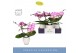 Phalaenopsis roze Dioro Allure 2 spike in Emilia White Aquo 16 bl. 2 t 