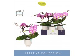 Phalaenopsis roze Dioro Allure 2 spike in Emilia White Aquo 16 bl. 2 t