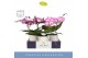 Phalaenopsis roze Dioro Allure 2 spike in Emilia White Aquo 16 bl. 2 t 
