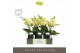 Phalaenopsis geel Tablo Limoncello 2 spike in Emilia Brown Aquo 25 bl. 