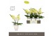 Phalaenopsis geel Tablo Limoncello 2 spike in Emilia White Aquo 25 bl. 