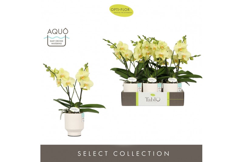 Phalaenopsis geel Tablo Limoncello 2 spike in Emilia White Aquo 25 bl. 