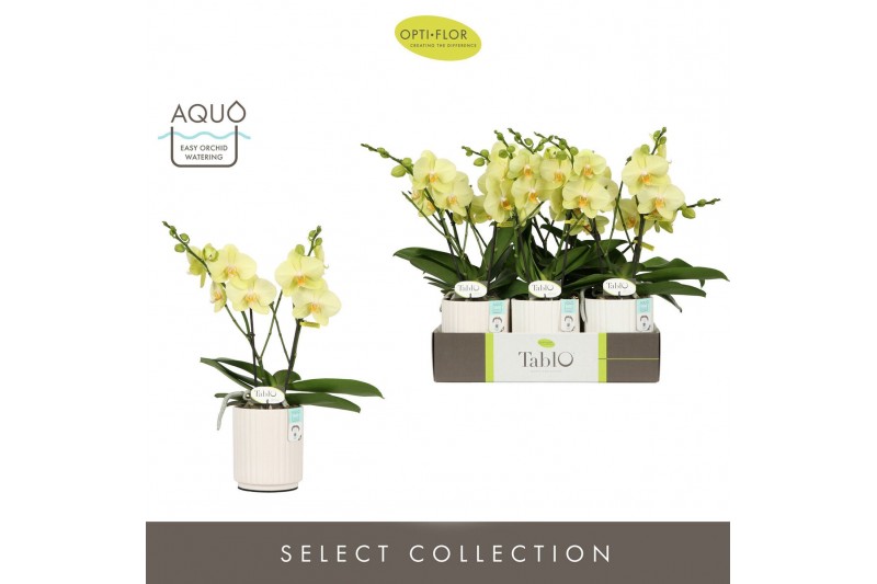 Phalaenopsis geel Tablo Limoncello 2 spike in Molise White Aquo 25 bl. 