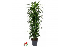 Dracaena fragr. hawaiian sunshine Dracaena Hawaiiana vertakt P34pp