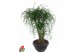 Beaucarnea recurvata Beaucarnea vertakt P55 - 3ft3 tak/plnt 1 pp 
