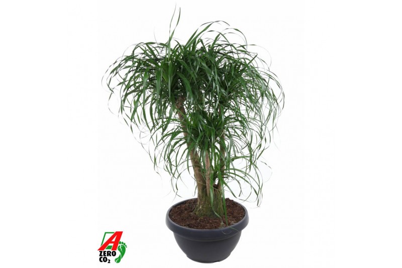 Beaucarnea recurvata Beaucarnea vertakt P55 - 3ft3 tak/plnt 1 pp 