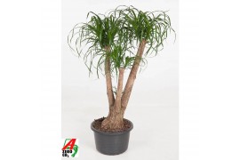 Beaucarnea recurvata Beaucarnea vertakt P41 - 3ft3 tak/plnt 1 pp