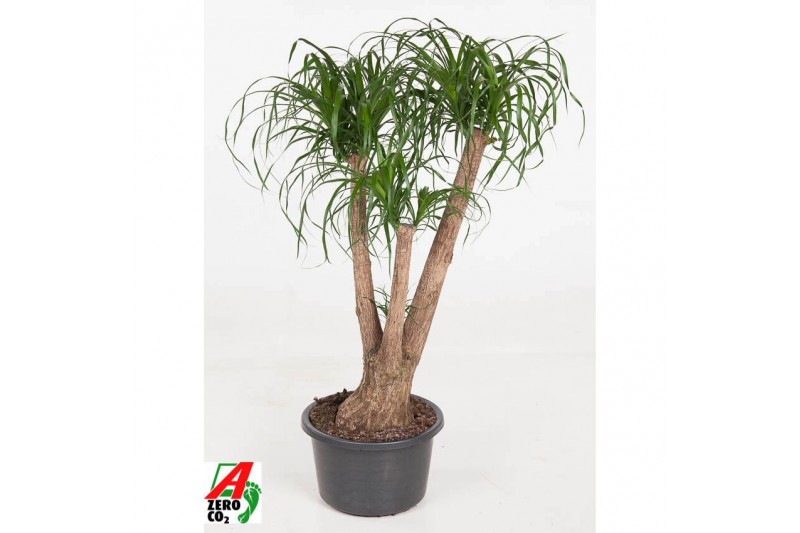 Beaucarnea recurvata Beaucarnea vertakt P41 - 3ft3 tak/plnt 1 pp 