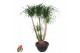 Beaucarnea recurvata Beaucarnea vertakt P55 - 4ft3 tak/plnt 1 pp 