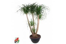 Beaucarnea recurvata Beaucarnea vertakt P55 - 4ft3 tak/plnt 1 pp