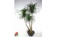 Beaucarnea recurvata Beaucarnea vertakt P55 - 5ft3 tak/plnt 1 pp 
