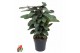 Calathea Calathea Green Flag1 pp zonder bloem bl. 