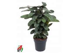 Calathea Calathea Green Flag1 pp zonder bloem bl.
