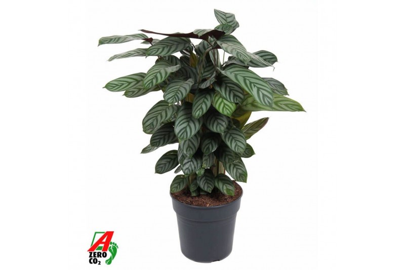 Calathea Calathea Green Flag1 pp zonder bloem bl. 
