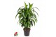 Dracaena fragr. hawaiian sunshine Dracaena Hawaiiana vertakt P24pp 