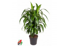 Dracaena fragr. hawaiian sunshine Dracaena Hawaiiana vertakt P24pp