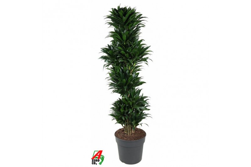 Dracaena fragr. compacta Dracaena Compacta vertakt P341 pp 
