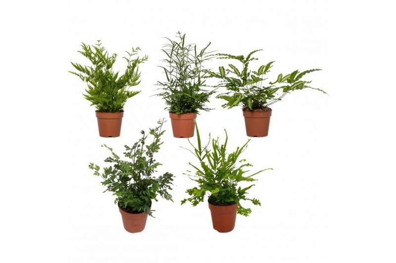 Pteris mix Pteris mix 30 cm diameter 