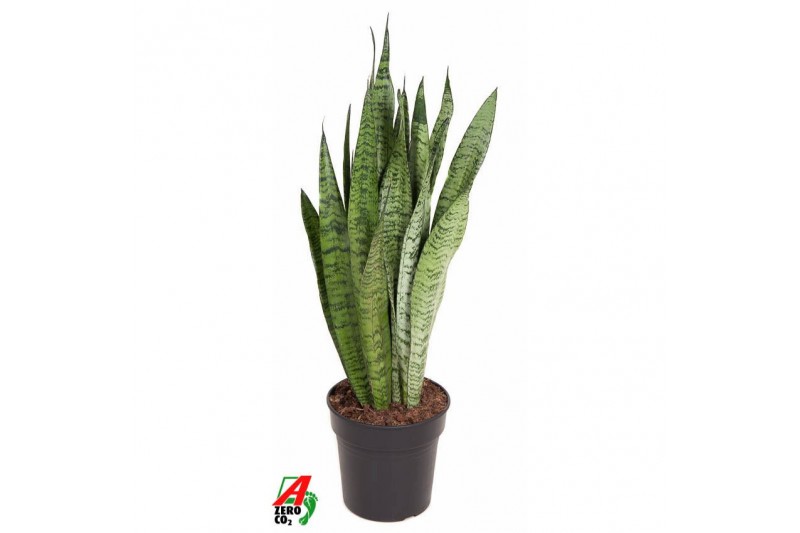 Sansevieria zeylanica Sansevieria Zeylanica P2115 pp 