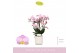 Phalaenopsis multiflora roze Boquetto Glossem 3-5 spike in Lazio White 
