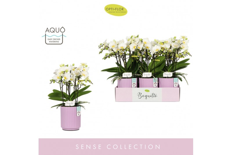 Phalaenopsis multiflora wit Boquetto Innocent 3-5 spike in Molise Lila 