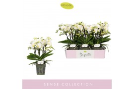 Phalaenopsis multiflora wit Boquetto Innocent 3-5 spike 30 bl. 3 tak/p