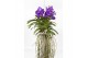 Vanda hybriden Vanda Tweed Blue Motherplant XL 1 tak/plnt 