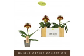 Paphiopedilum Paphiopedilum Spotted1 bl. 1 tak/plnt 500