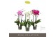 Phalaenopsis mix Impresso Mix 3 spike 30 bl. 3 tak/plnt 