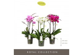 Phalaenopsis mix Impresso Mix 3 spike 30 bl. 3 tak/plnt
