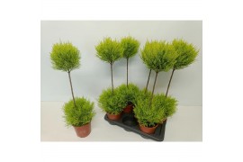 Cupressus macr. goldcrest wilma Duobol