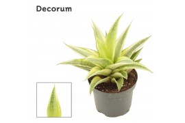 Sansevieria Sansevieria Gabriella Crown 9 cm (Decorum)