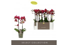 Phalaenopsis multiflora red lion Optimost Red Lion 2 spike25 bl. 2 tak