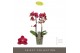 Phalaenopsis multiflora red lion Optimost Red Lion 2 spike25 bl. 2 tak 