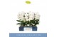 Phalaenopsis wit Fontano Bellagio 5 spike40 bl. 5 tak/plnt 750 