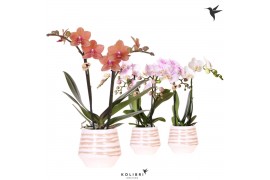 Phalaenopsis mix Kolibri Orchids Phalaenopsis mix 2 spike in Moonstone