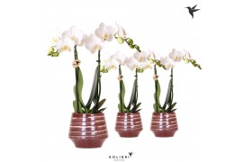 Phalaenopsis mix Kolibri Orchids Phalaenopsis white 2 spike in Moonsto