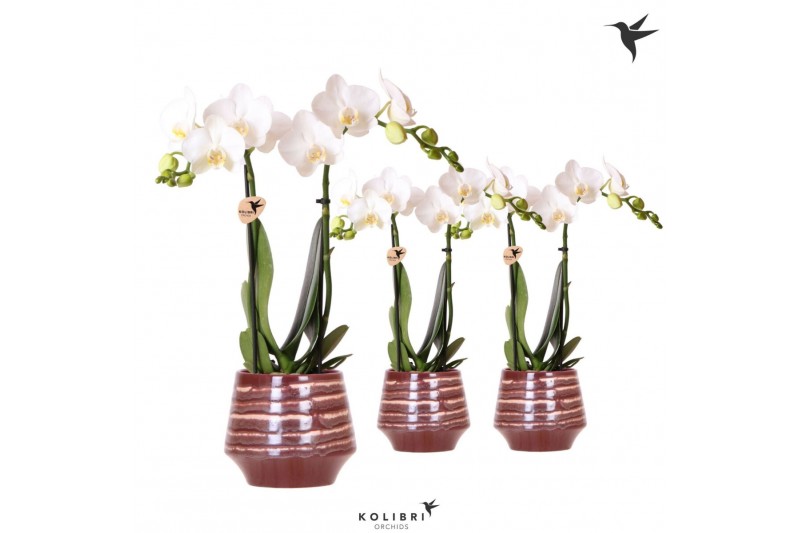 Phalaenopsis mix Kolibri Orchids Phalaenopsis white 2 spike in Moonsto 