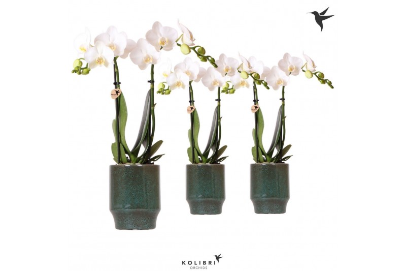 Phalaenopsis multiflora wit Kolibri Orchids Phalaenopsis white 2 spike 