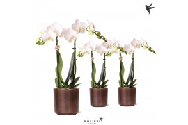 Phalaenopsis mix Kolibri Orchids Phalaenopsis white 2 spike in Simplic