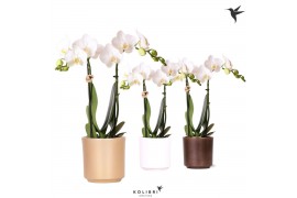 Phalaenopsis mix Kolibri Orchids Phalaenopsis white 2 spike in Simplic