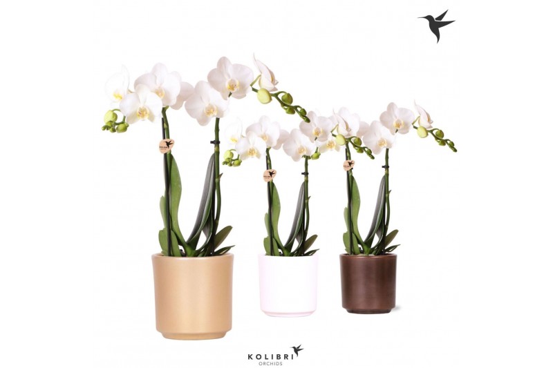 Phalaenopsis mix Kolibri Orchids Phalaenopsis white 2 spike in Simplic 