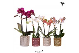 Phalaenopsis mix Kolibri Orchids Phalaenopsis mix 2 spike in Diamond p
