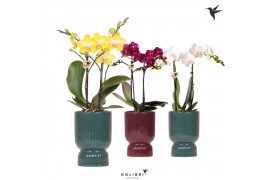 Phalaenopsis mix Kolibri Orchids Phalaenopsis mix 2 spike in Diabolo p