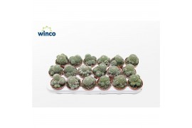 Rebutia muscula Sulcorebutia Heliosoides