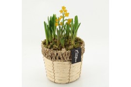 Arrangementen bol/knolgewas BLCR-2622 Bulbs creations 2 pp